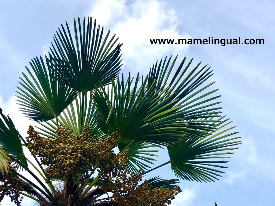 https://www.mamelingual.com